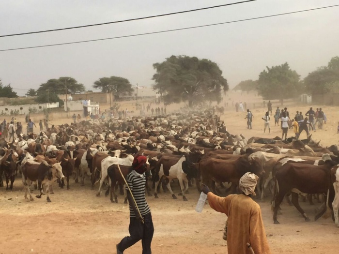 MAGAL 2016 : L'arrivée de près de 5000 boeufs à Dianatou Mahwa chez Cheikh Béthio Thioune (IMAGES)