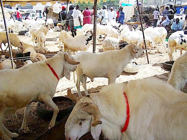 ZIGUINCHOR : Les moutons de Tabaski « intouchables »