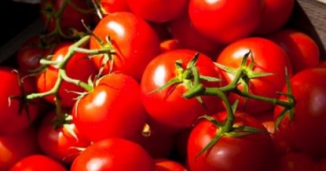 Ouverture prochaine d’une usine de production de tomates à Saint-Louis