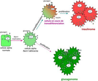 Cancer, diabète, hypertension : séances gratuites de dépistages, à partir de jeudi