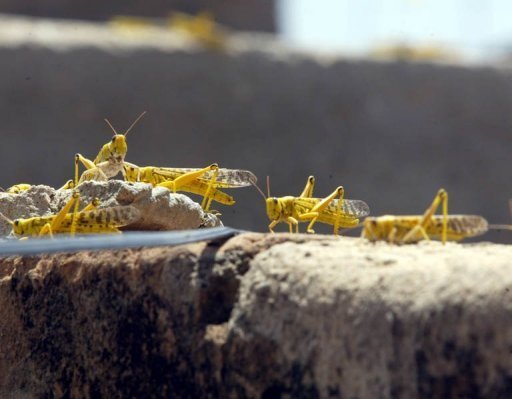 Invasion des criquets au Sénégal: Quand les Nations Unis confirments les saltigués 