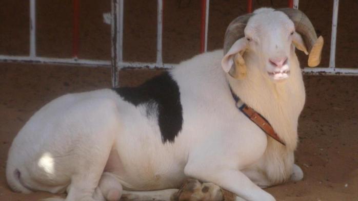 Le voleur de moutons et ses assaillants déférés au Parquet de Linguère