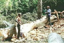 La région de Sédhiou meurtrie par la déforestation   Les populations veulent en découdre avec les coupeurs de bois