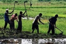 Ainsi Dieu exposa les preuves : L'Agriculture