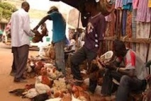 Korité : Ziguinchor se rabat sur les poulets « bicyclettes »