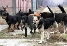 Louga : Des meutes de chiens errants dictent leur loi dans la commune