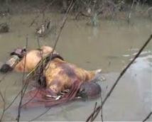 Conséquence  des pluies diluviennes : Mor Gadiaga  champion de lutte emporté par les  eaux.