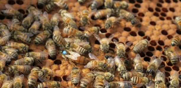 Goudomp : Une quinquagénaire piquée mortellement par des abeilles