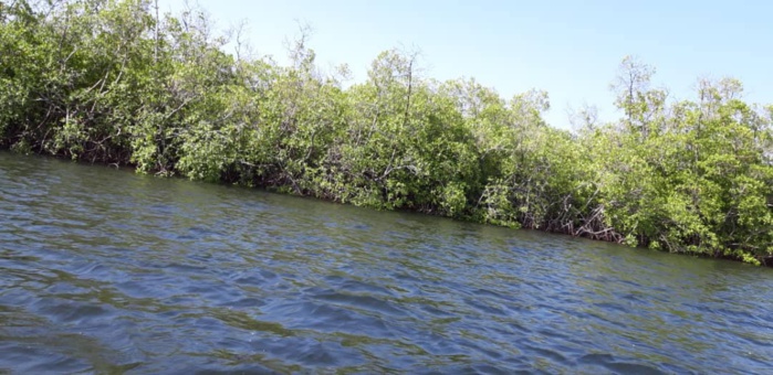 Toubacouta: Une Mangrove de 7000 ha, Jorom Bou Mak, une île vieille de 3 siècles, des...