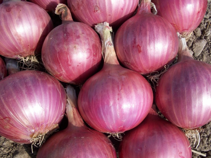 Prés de 1000 tonnes d'oignon stockées au marché d'intérêt national