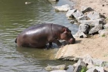 Matam : Cinq hippopotames aperçus dans le fleuve sément la panique