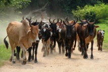 Goudomp : Quarante(40) têtes de bœufs et plus 70 moutons volés