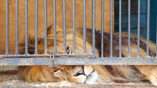 Quatre lions saisis dans un cirque à Fléron