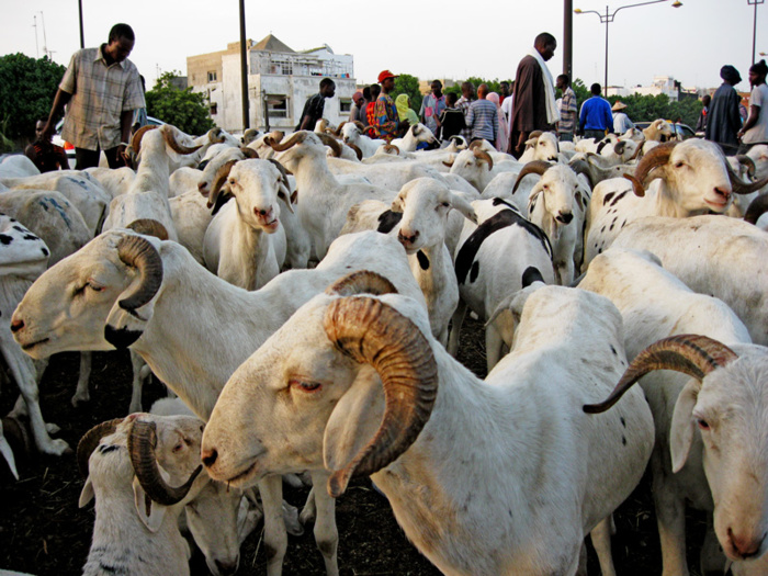 Tabaski 2014 : Aminata Mbengue Ndiaye table sur 720.000 moutons