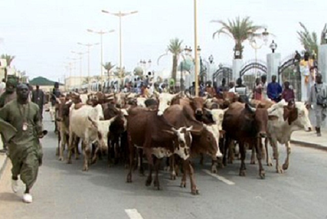 Magal de Touba: Cheikh Béthio  mobilise plus de 2000 bœufs!