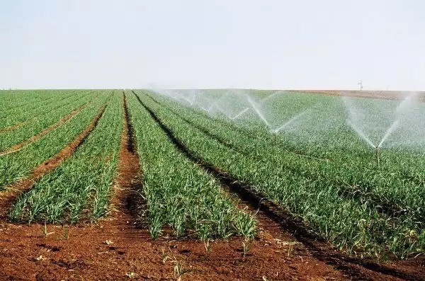 La production agricole a progressé de 4,7% cette année