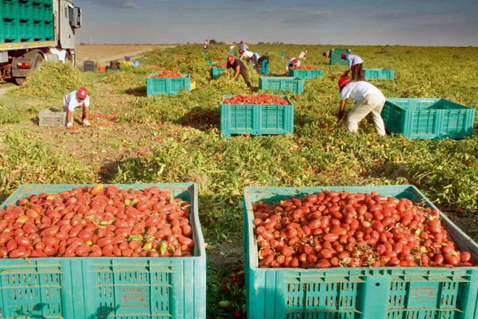 Près de 15.000 producteurs inquiets sur leur production de tomates!