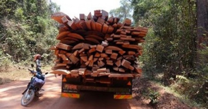 Casamance : Des coupeurs de bois écument Kerewane et Pata