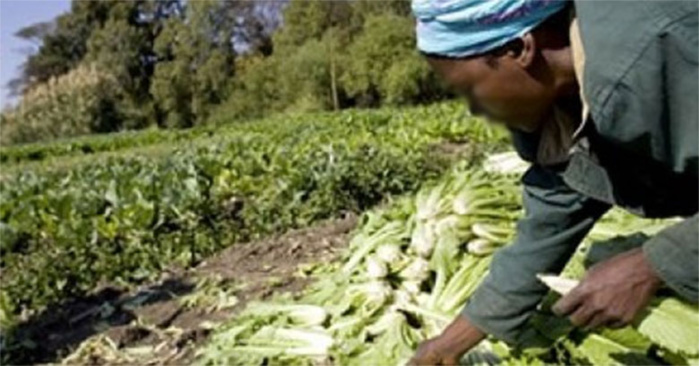 FERMES AGRICOLES "NATANGUÉ" : 20 MILLIARDS DE L’ESPAGNE ET DE L’ITALIE POUR LA CRÉATION D’EMPLOIS RURAUX