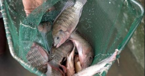 Plus de 1,6 million de tonnes de poissons pêchées annuellement dans les eaux ouest-africaines