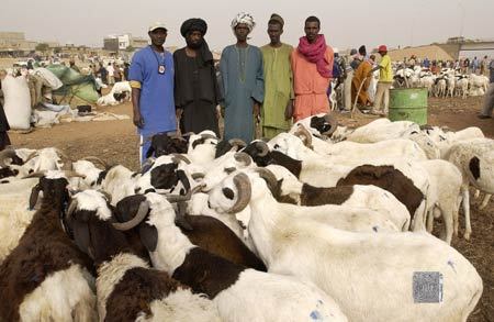 Kolda : des moutons offerts à des familles de défunts militaires