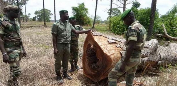 Lutte contre la coupe de bois abusive : Abdou Karim Sall équipe ses services