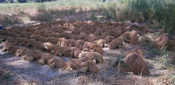 Sédhiou : Vers la levée des obstacles à la riziculture