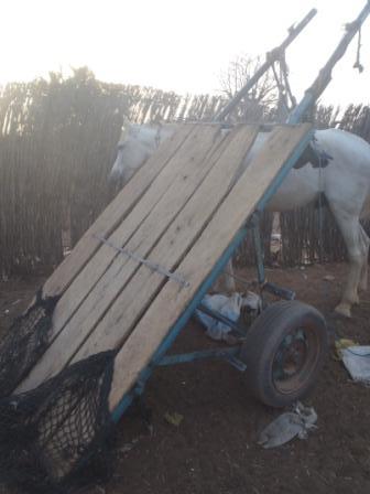 Accident mortel en pleine nuit à Koumpentoum : Le cheval subitement fou se déchaîne et tue A. Bâ son propriétaire