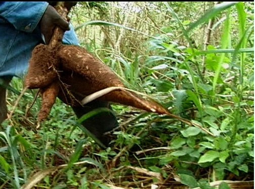 La filière manioc peut 'fortement contribuer au PSE', selon Ibrahima Wade