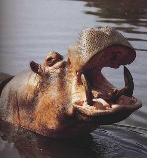 Vélingara : un pêcheur tué par un hippopotame