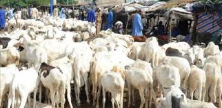 Tabaski : le marché ”très bien” approvisionné en moutons (officiel)