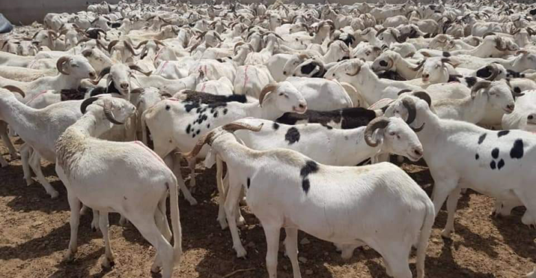 Tabaski 2024 : plus de 38 000 moutons invendus