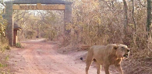 Le Parc national du Niokolo-Koba sort de la Liste du patrimoine mondial en péril