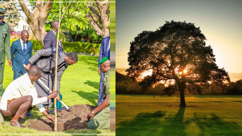 Journée nationale de l’arbre : Bassirou Diomaye Faye appelle à une participation active