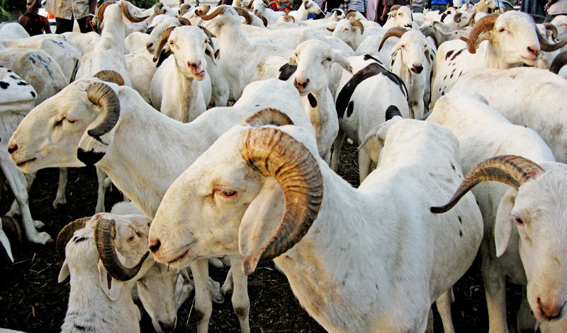 Solidarité- Tabaski : La(Dgpsn) distribue plus de 2000 moutons aujourd’hui