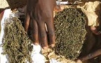 Trafic de drogue à Bamako : Un Sénégalais arrêté avec 107 kgs de cannabis