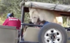 Incroyable ! Ce lion saute dans la voiture des touristes...