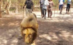 VACANCES GOUVERNEMENTALES : Quand Aly Ngouille Ndiaye décompresse avec des lions...