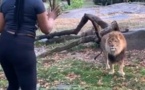 Elle pénètre dans l’enclos d’un lion au zoo du Bronx