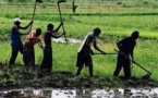 Ainsi Dieu exposa les preuves : L'Agriculture