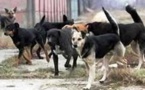 Louga : Des meutes de chiens errants dictent leur loi dans la commune