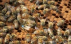 Goudomp : Une quinquagénaire piquée mortellement par des abeilles