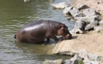 Matam : Cinq hippopotames aperçus dans le fleuve sément la panique