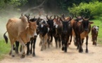 Goudomp : Quarante(40) têtes de bœufs et plus 70 moutons volés