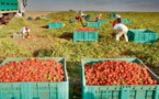 Près de 15.000 producteurs inquiets sur leur production de tomates!