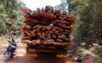 Casamance : Des coupeurs de bois écument Kerewane et Pata