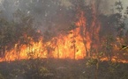 Mbeuleukhé: Un feu de brousse ravage plus de 250 hectares du tapis herbacé