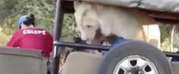 Incroyable ! Ce lion saute dans la voiture des touristes...